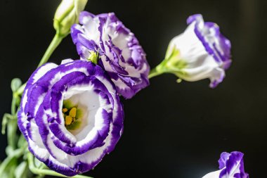 Karanlık arka planda güzel Eustoma çiçekleri, yaz konsepti, yakın görüş