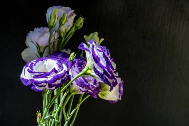 Karanlık arka planda güzel Eustoma çiçekleri, yaz konsepti, yakın görüş