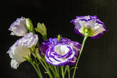 Karanlık arka planda güzel Eustoma çiçekleri, yaz konsepti, yakın görüş