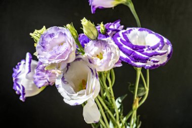 Karanlık arka planda güzel Eustoma çiçekleri, yaz konsepti, yakın görüş