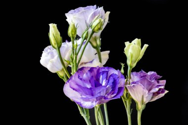 Karanlık arka planda güzel Eustoma çiçekleri, yaz konsepti, yakın görüş