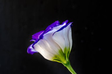 Karanlık arka planda güzel Eustoma çiçekleri, yaz konsepti, yakın görüş