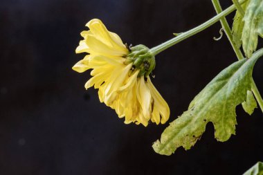 chrysanthemum flowers on black background close up 