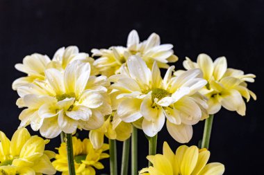 chrysanthemum flowers on black background close up 