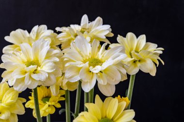 chrysanthemum flowers on black background close up 