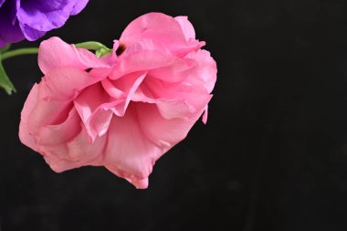 Karanlık arka planda güzel Eustoma çiçekleri, yaz konsepti, yakın görüş