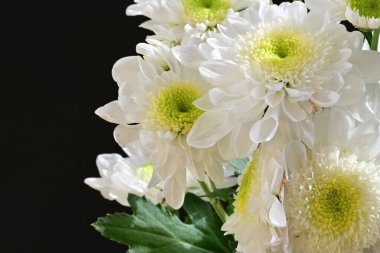 Siyah arka planda yumuşak taç yapraklı beyaz kasımpatı çiçekleri kompozisyonu.