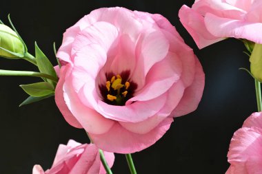 Siyah arkaplanda pembe östoma çiçekleri görsel karşıtlık sağlar.