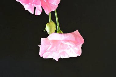 Siyah arka planda güzel pembe şakayıklar