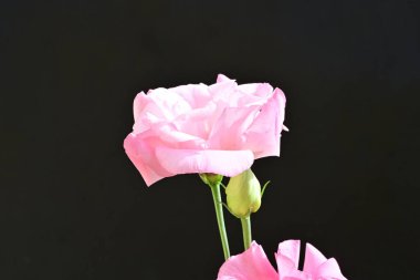 Siyah arkaplanda pembe östoma çiçekleri görsel karşıtlık sağlar.