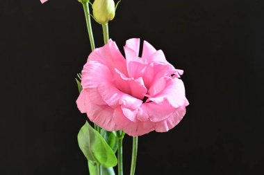 Siyah arkaplanda pembe östoma çiçekleri görsel karşıtlık sağlar.