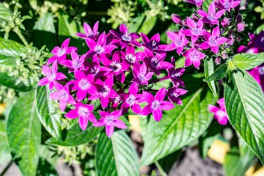 Bahçedeki güzel pembe çiçekleri yakından çek.