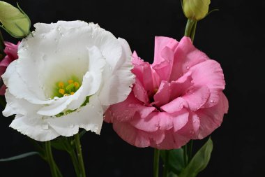 Siyah arka planda yumuşak beyaz ve pembe Eustoma çiçekleri.