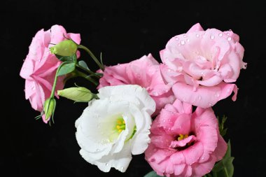 Siyah arka planda yumuşak beyaz ve pembe Eustoma çiçekleri.