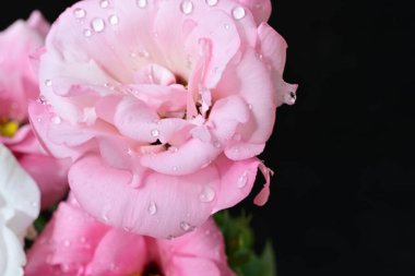 Bahçedeki güzel pembe çiçeğin yakın çekimi.