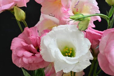 Siyah arkaplanda beyaz ve pembe Eustoma çiçekleri görsel karşıtlık sağlar.