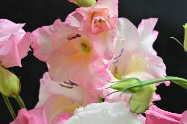 Siyah arkaplanda beyaz ve pembe Eustoma çiçekleri görsel karşıtlık sağlar.