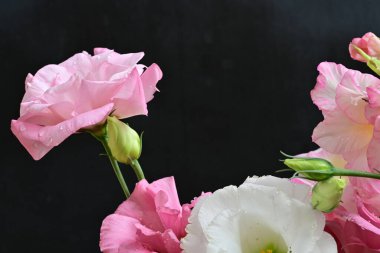 Siyah arkaplanda beyaz ve pembe Eustoma çiçekleri görsel karşıtlık sağlar.
