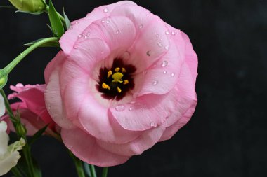 Güzel botanik fotoğrafı, doğal duvar kağıdı.