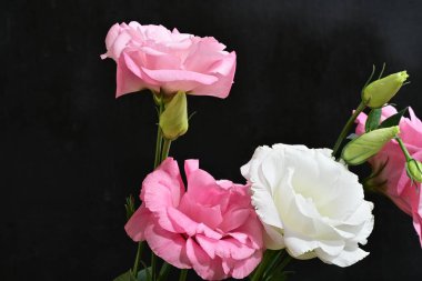 Beyaz ve pembe Eustoma çiçekleri siyah arkaplanda fotoğraflanmıştır..