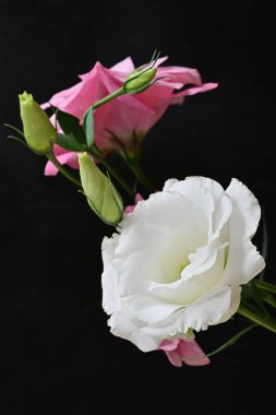 Beyaz ve pembe Eustoma çiçekleri siyah arkaplanda fotoğraflanmıştır..