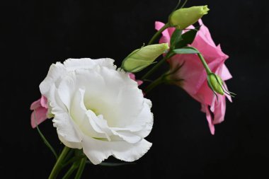 Siyah arka planda beyaz ve pembe Eustoma çiçekleri düzenleme.
