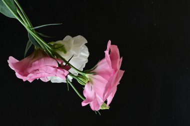 Bir buket pembe Eustoma çiçeği yakın çekim