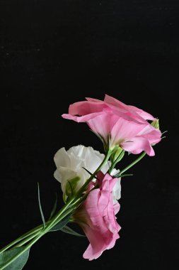 Siyah arka planda beyaz ve pembe Eustoma çiçekleri düzenleme.