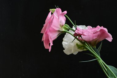Siyah arka planda beyaz ve pembe Eustoma çiçekleri düzenleme.