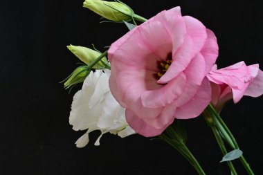 Siyah arkaplana karşı hassas beyaz ve pembe östoma çiçekleri.