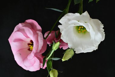 Kapalı çekim. Siyah arka planda güzel çiçekler.