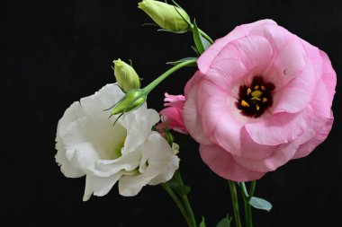 Siyah arkaplana karşı hassas beyaz ve pembe östoma çiçekleri.