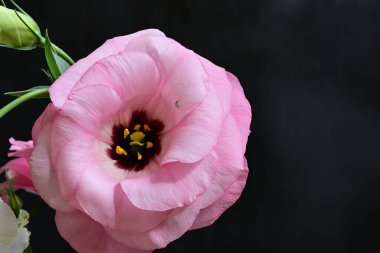 siyah arka plan üzerine pembe Şakayık çiçeği