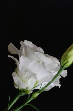 Siyah arkaplana karşı hassas beyaz östoma çiçekleri.