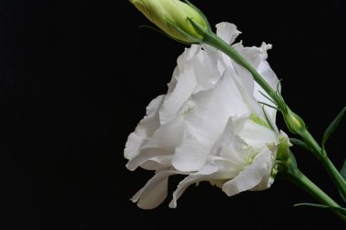 Siyah arkaplana karşı hassas beyaz östoma çiçekleri.