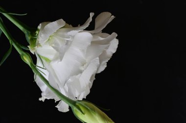 Güzel beyaz Eustoma 'yı yakın plan çek.