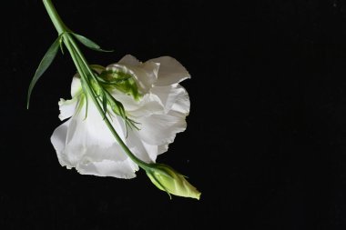 Siyah arkaplanda güzel beyaz bir çiçek