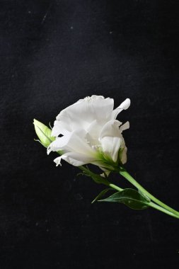 Siyah arkaplana karşı yumuşak beyaz Eustoma çiçek açar.