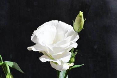 Eustoma beyazı siyah arkaplanda çiçek açar.