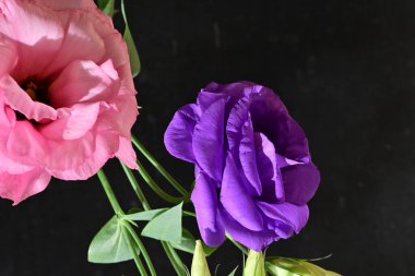 Siyah arka planda mor Eustoma çiçekleri. Kapat - kapat.