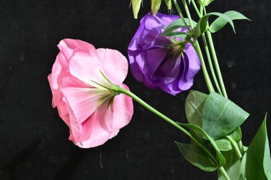 siyah arka plan üzerinde renkli bahar çiçekleri.