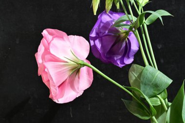 Siyah arkaplanda pembe ve mor lale