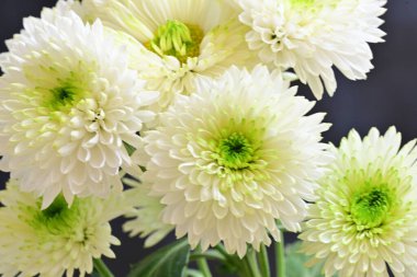 Kasımpatı, siyah arka planda beyaz çiçek açar.