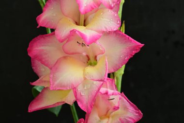 Siyah arka planda güzel pembe çiçek