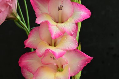 Karanlık arka planda güzel gladiolus, yaz konsepti, yakın görüş