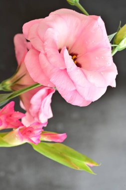 Renkli arkaplanda güzel pembe bir çiçek