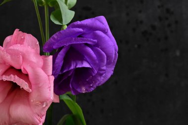 Güzel bir buket pembe şakayık ve siyah arka planda iris, metin için alan