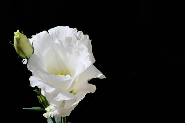 Koyu arkaplanda güzel beyaz stoma