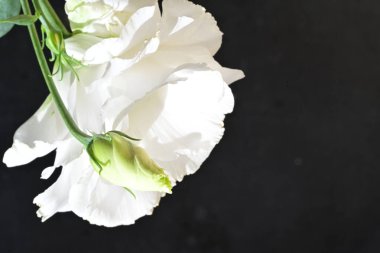 güzel çiçeklerin yakın görünümü