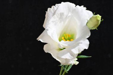 Siyah arka planda yeşil yapraklı beyaz çiçek.